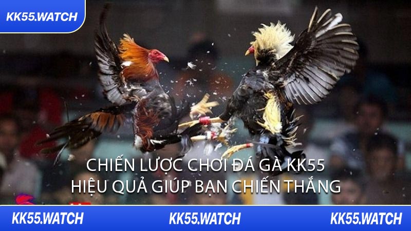 Chiến Lược Chơi Đá Gà KK55 Hiệu Quả Giúp Bạn Chiến Thắng