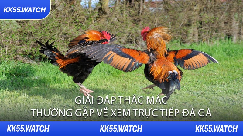 Giải Đáp Thắc Mắc Thường Gặp Về Xem Trực Tiếp Đá Gà