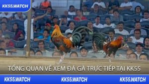 Tổng Quan Về Xem Đá Gà Trực Tiếp Tại KK55