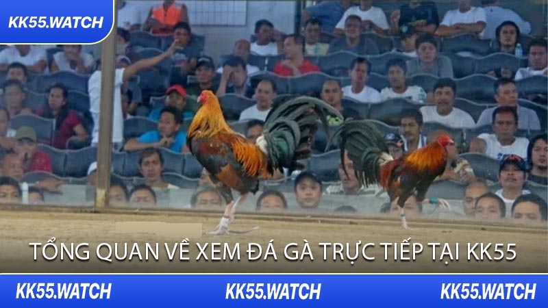 Tổng Quan Về Xem Đá Gà Trực Tiếp Tại KK55